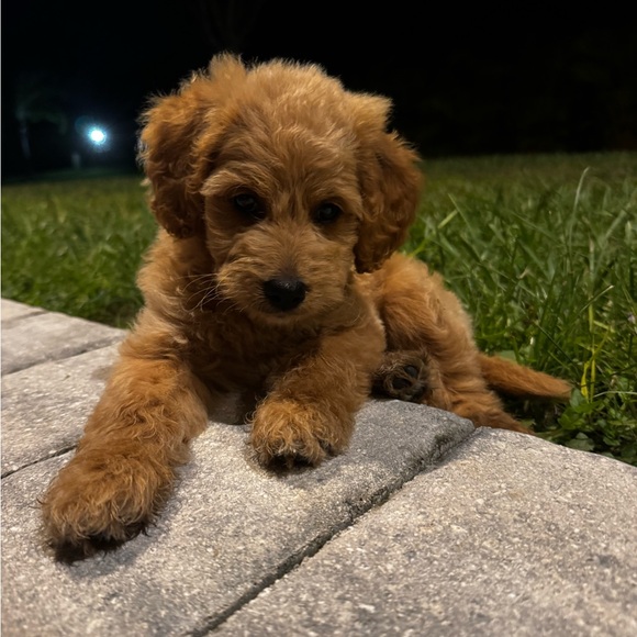 @yourjoy bundle - Picture 1 of 1